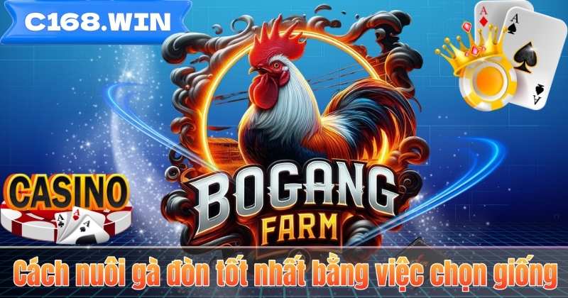 Cách Nuôi Gà Đòn – Bí Quyết Tạo Nên Chiến Kê Bền Bỉ Cách nuôi gà đòn tốt nhất bằng việc chọn giống